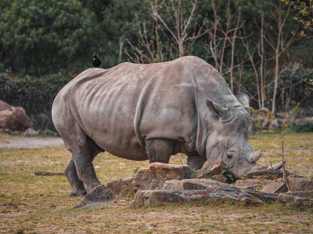 a rhinoceros standing on grass
