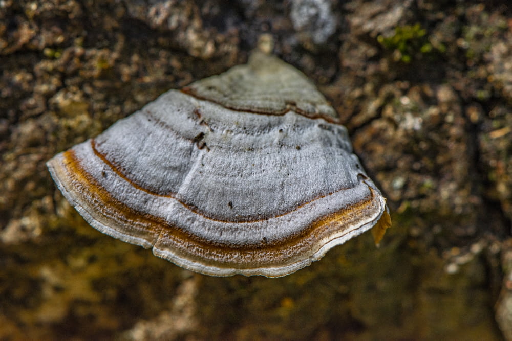 a brown and white mushroom