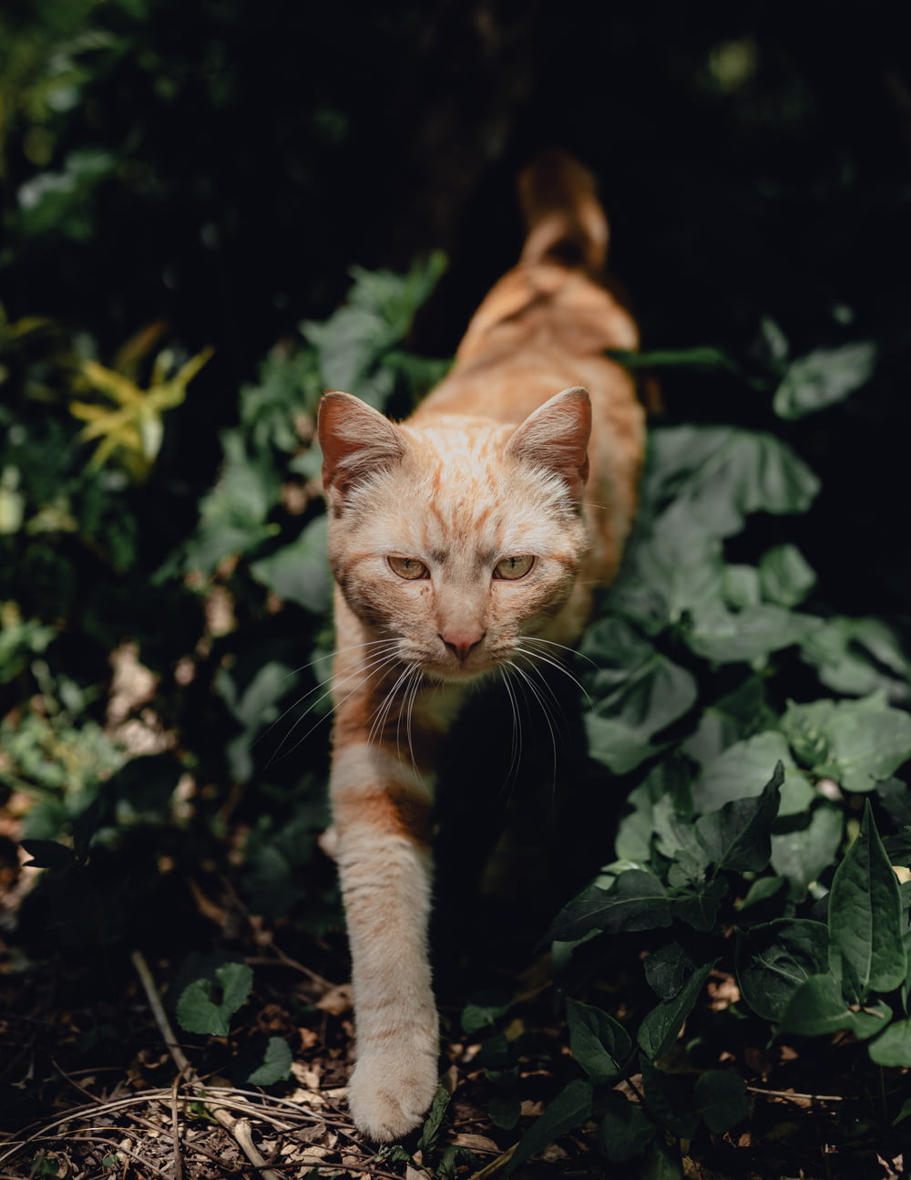 a cat walking through a bush