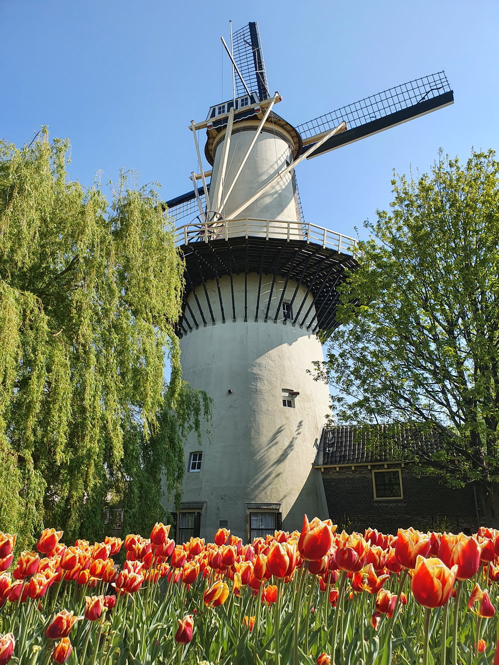 a windmill with red flowers with De Gooyer Windmill in the background