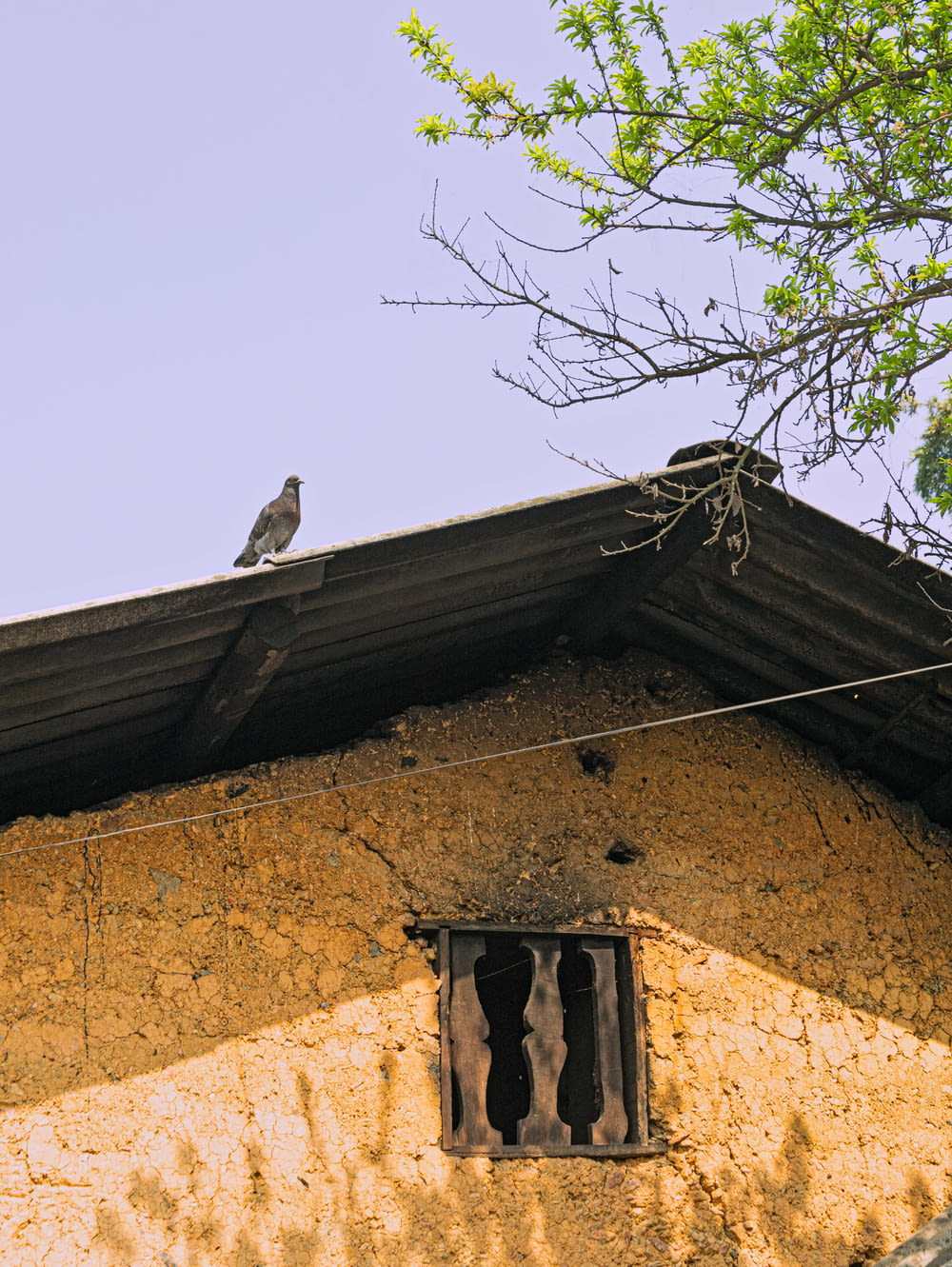 a bird sitting on a roof