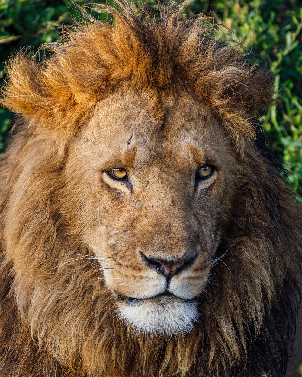 a lion with a bushy mane