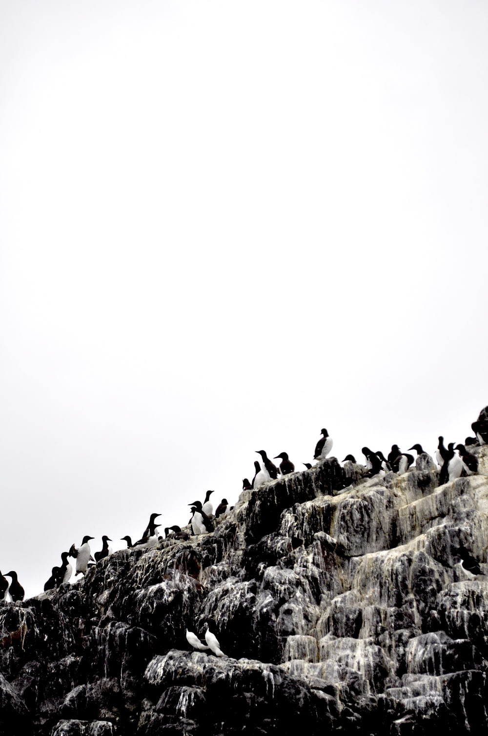 a group of birds on a hill