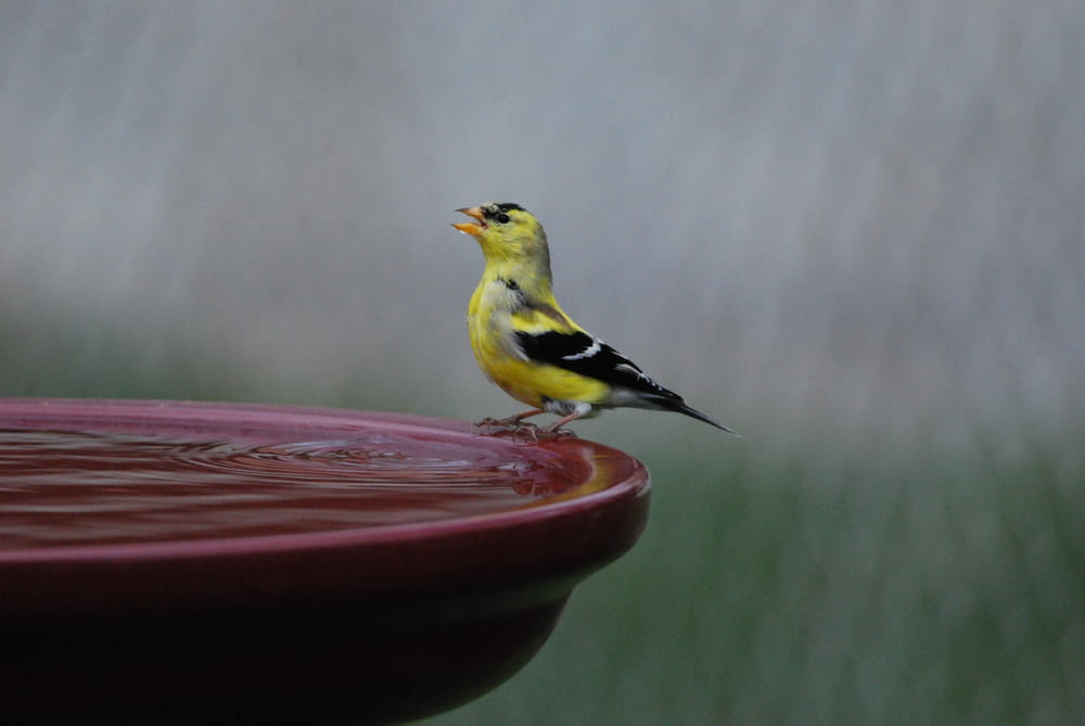 a yellow bird on a plate