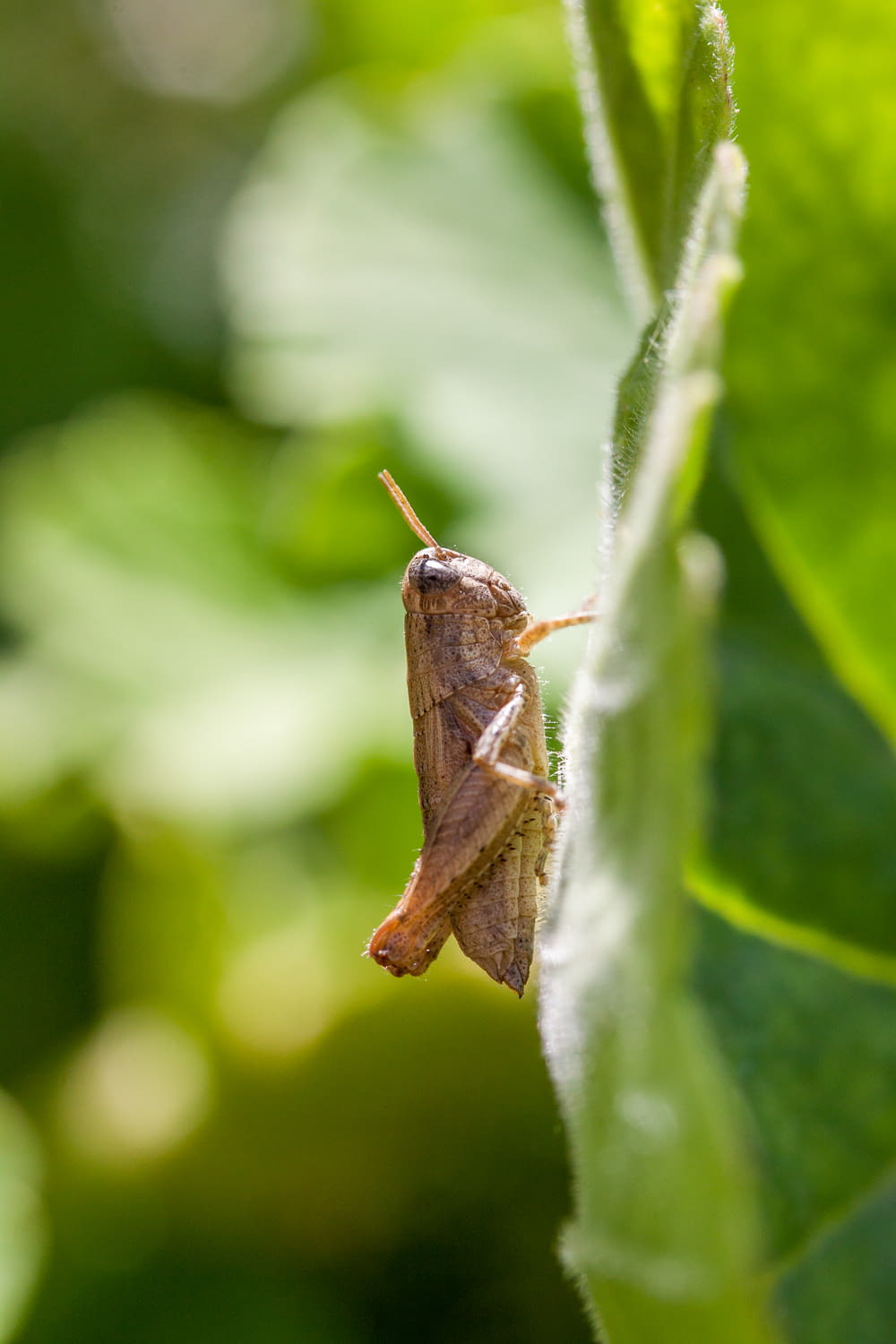 a moth on a leaf