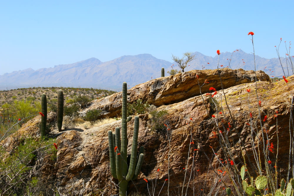 cactus in a desert
