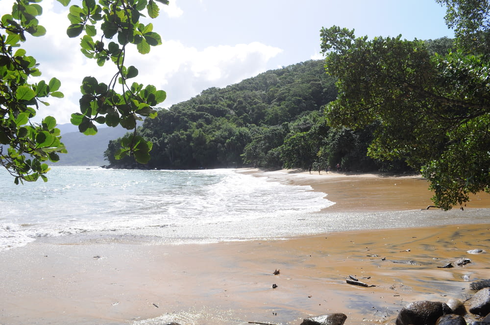 a beach with trees and rocks