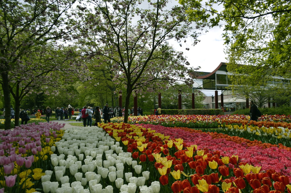 a large group of flowers in a garden
