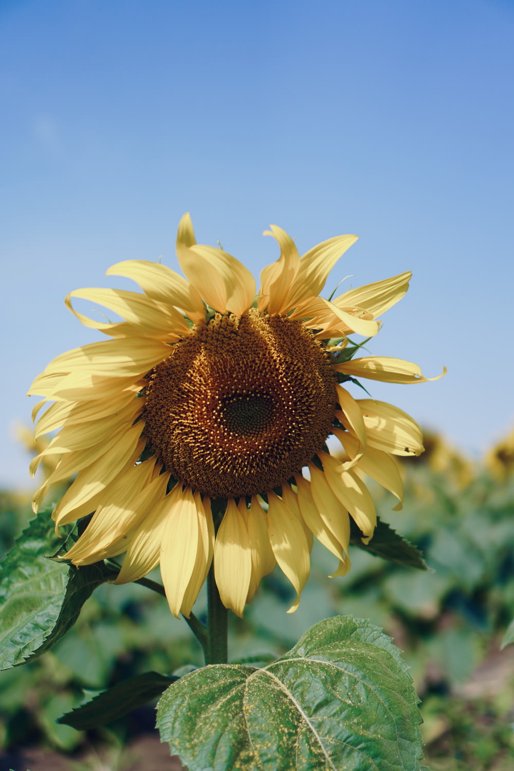 a sunflower with a large center