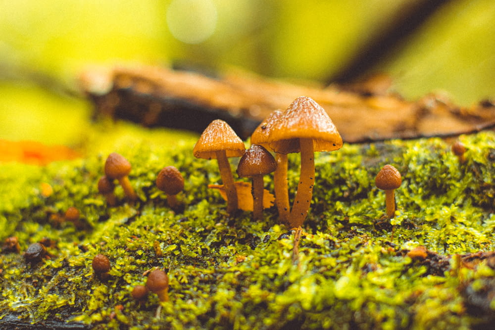 a group of mushrooms growing on moss