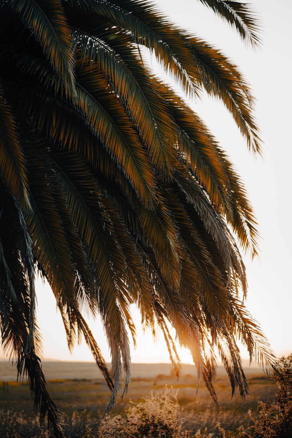 a palm tree with the sun behind it