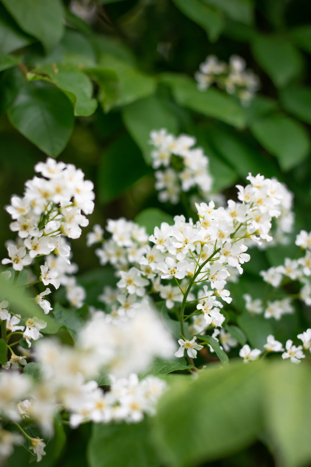 Eine Nahaufnahme von weißen Blumen
