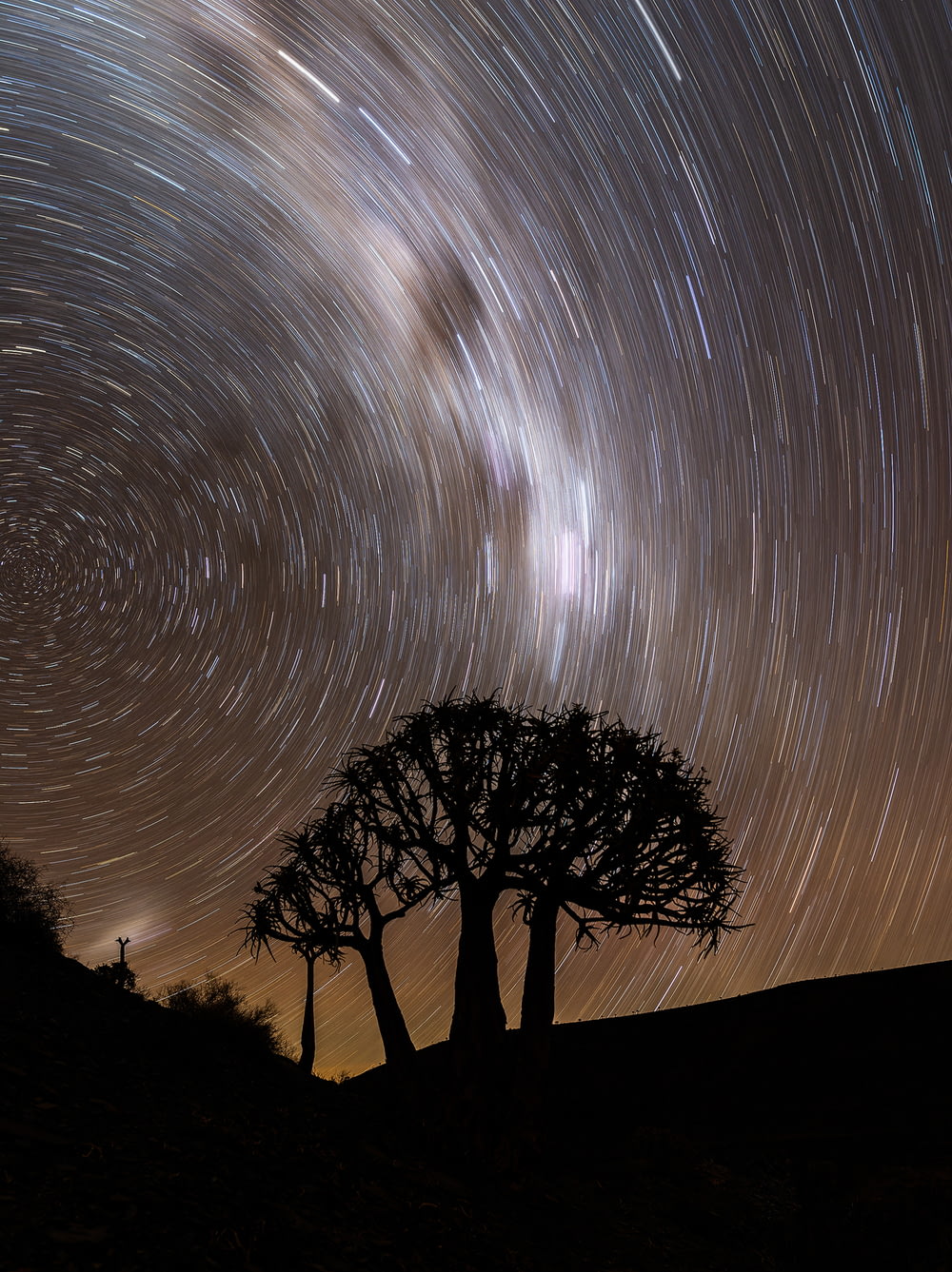 Un grupo de árboles y estrellas en el cielo