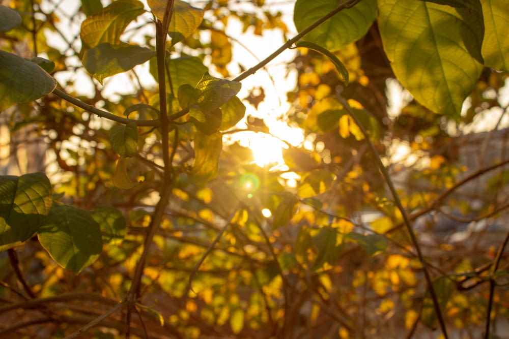 sun shining through leaves