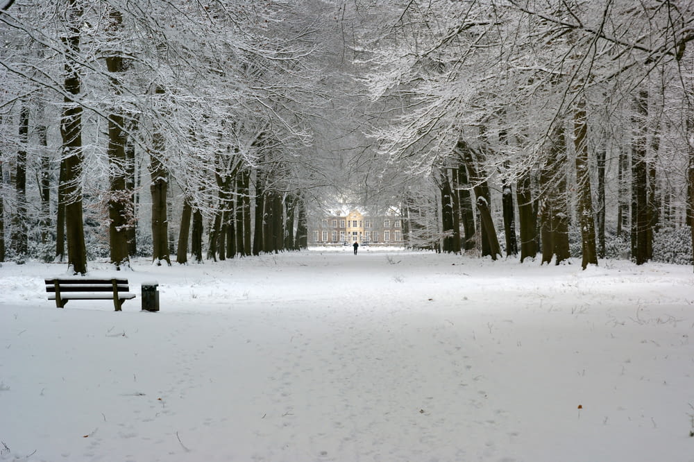 a snowy park with trees