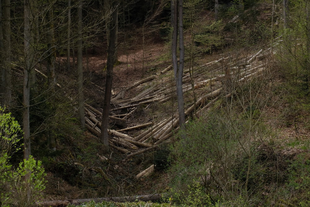 a fallen tree in a forest