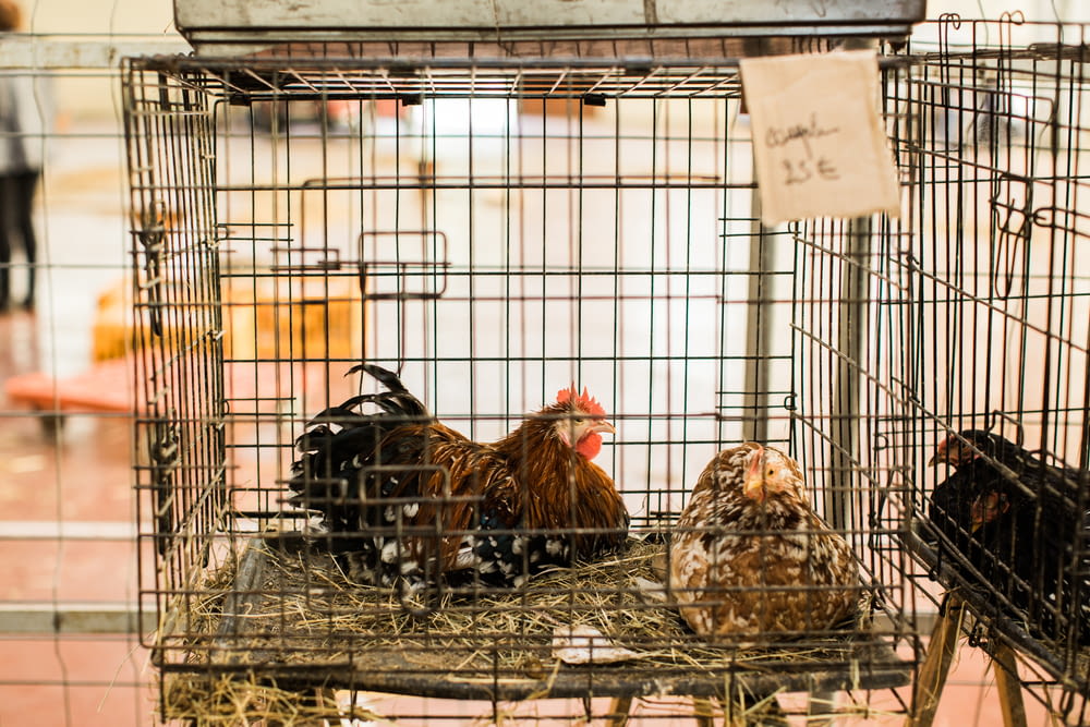 chickens in a cage