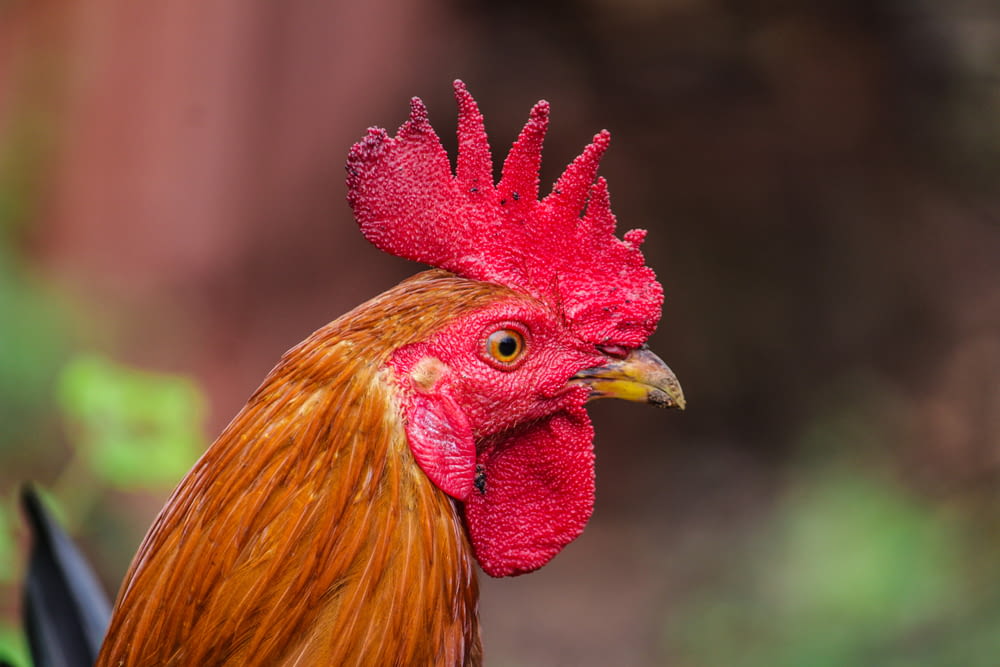 ein Hahn mit rotem Kopf
