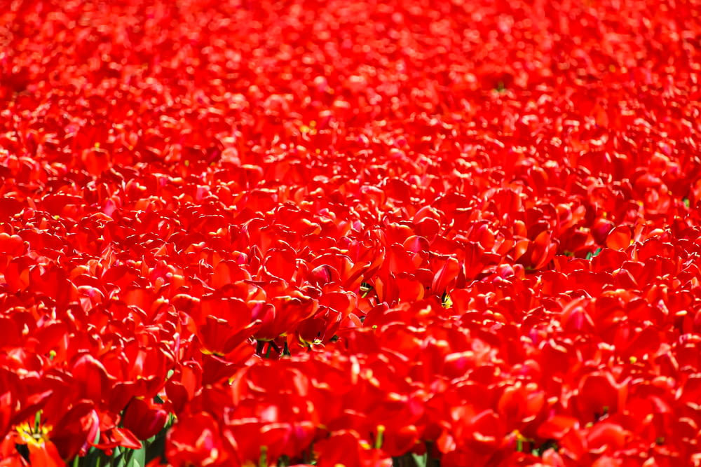 um close up de flores vermelhas