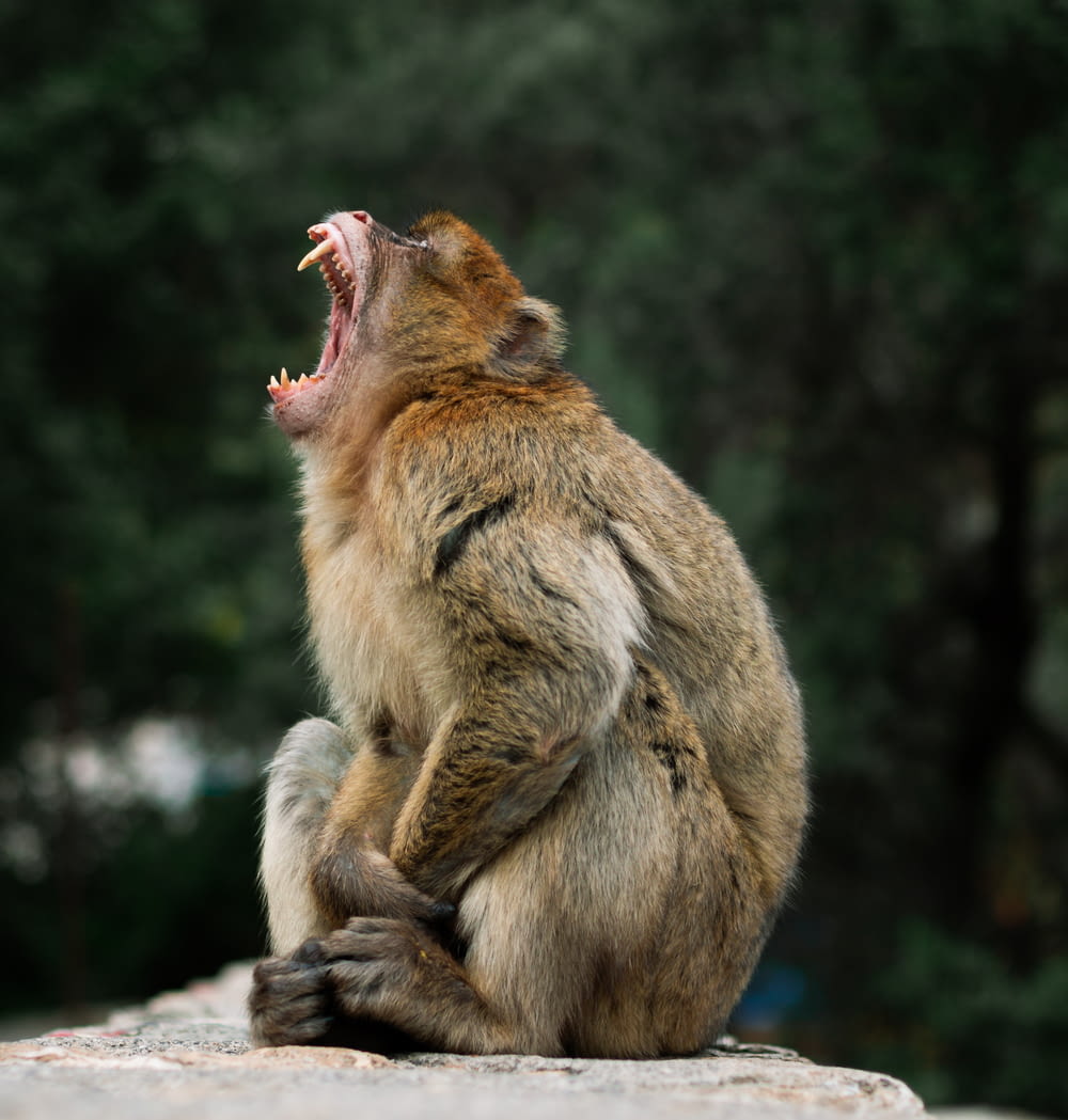 a monkey with its mouth open