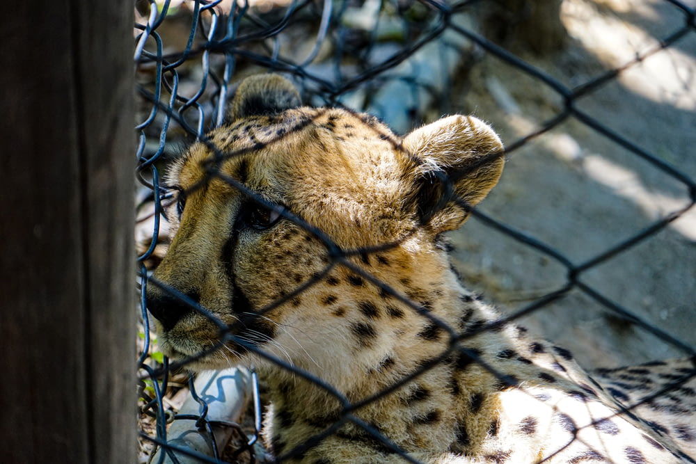 Ein Leopard hinter einem Zaun