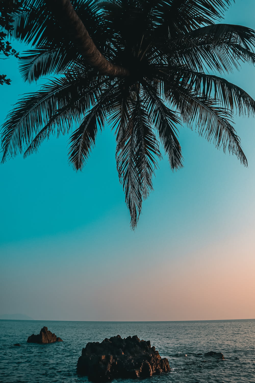 a palm tree over the ocean