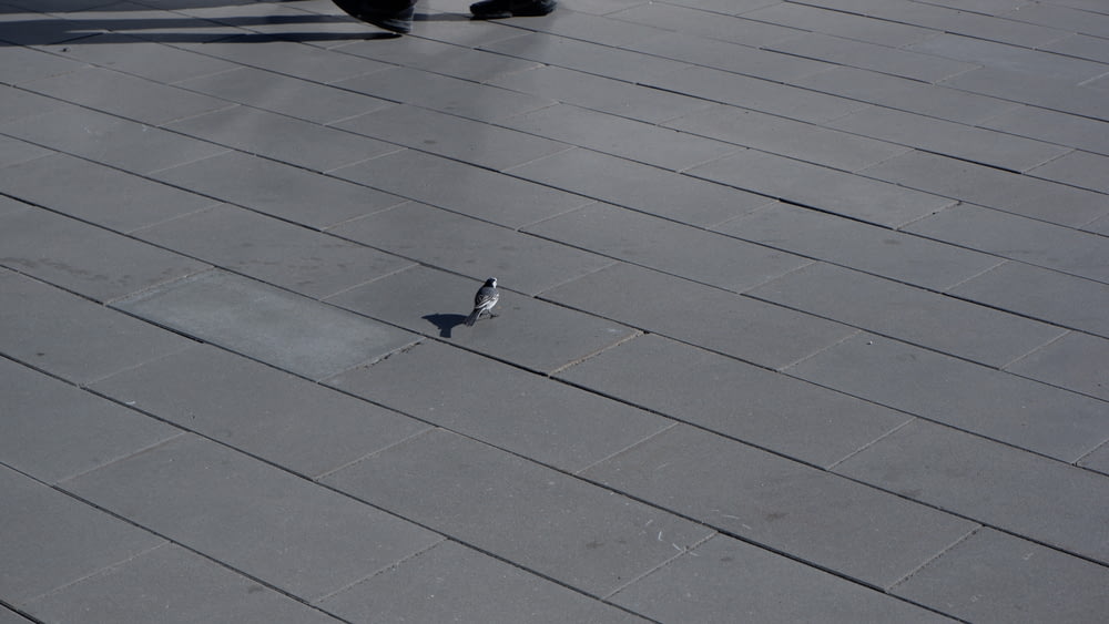 a bird on a tile floor
