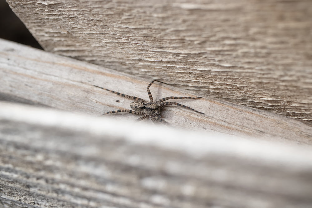 a spider on a piece of wood