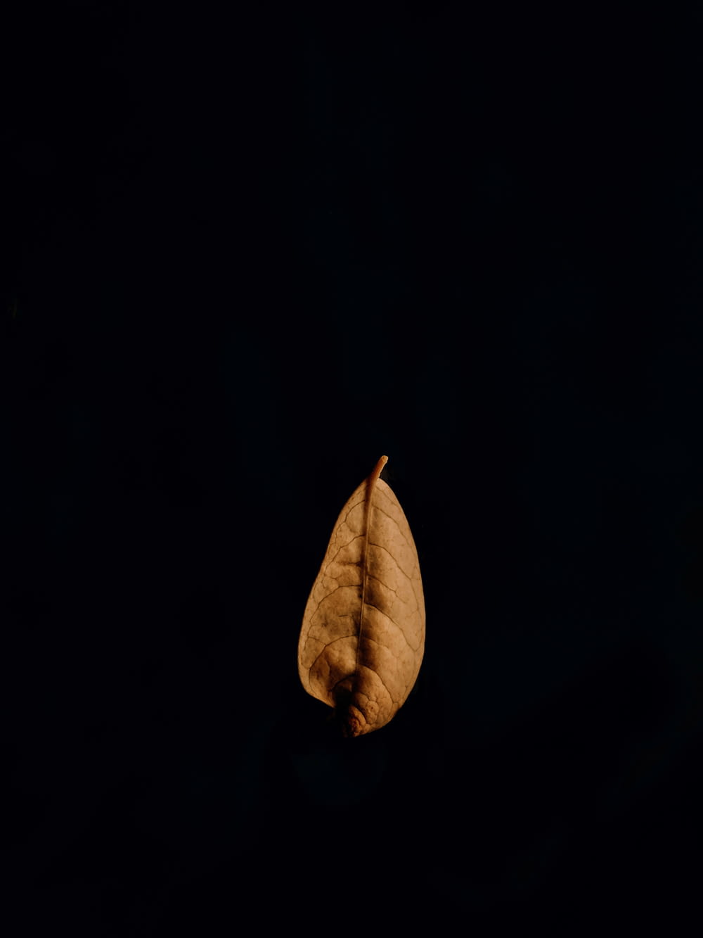 a leaf on a black background