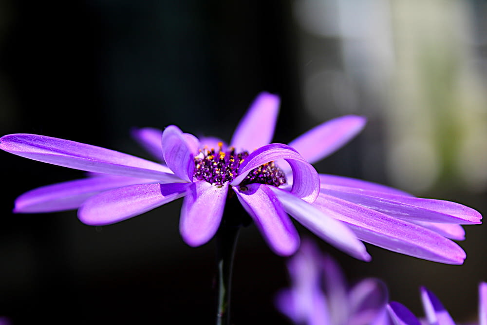 a close up of a purple flower