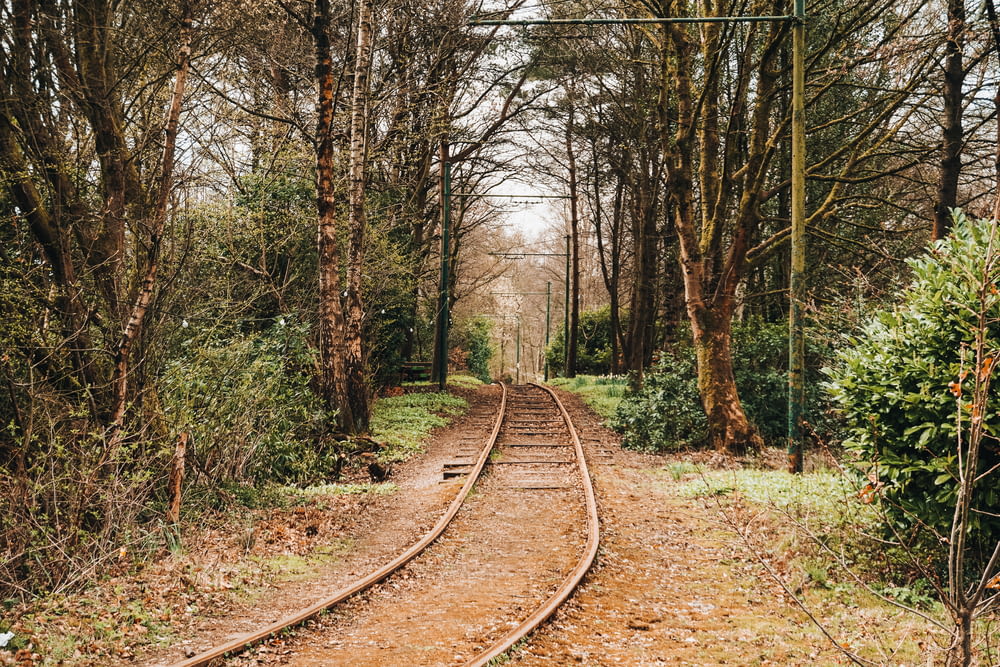 a train track in the woods