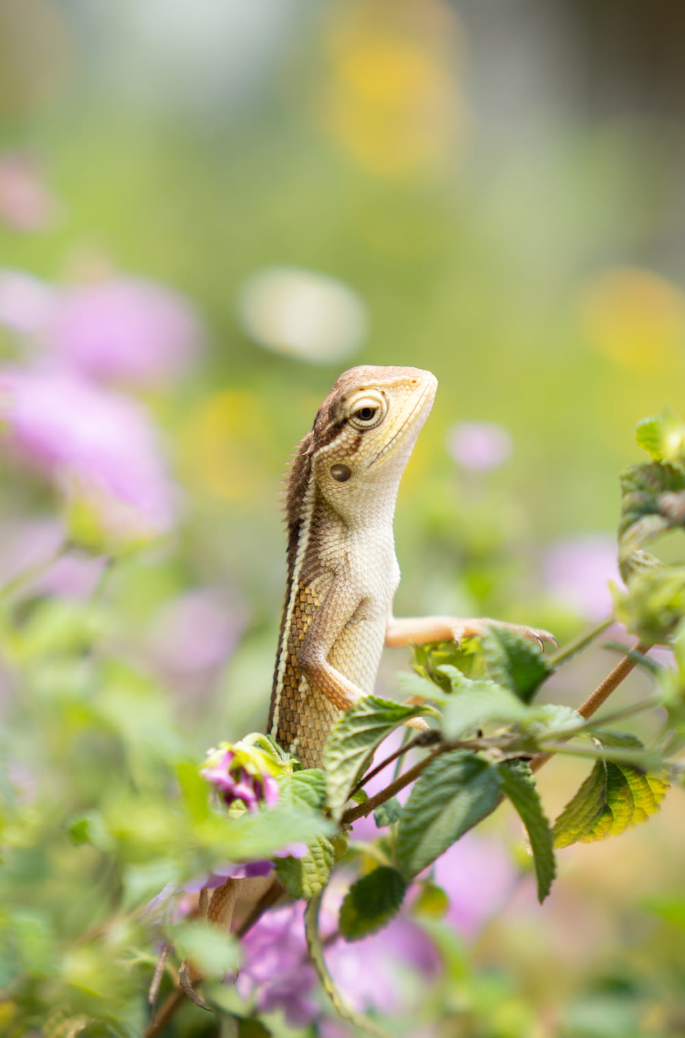 a small lizard on a plant
