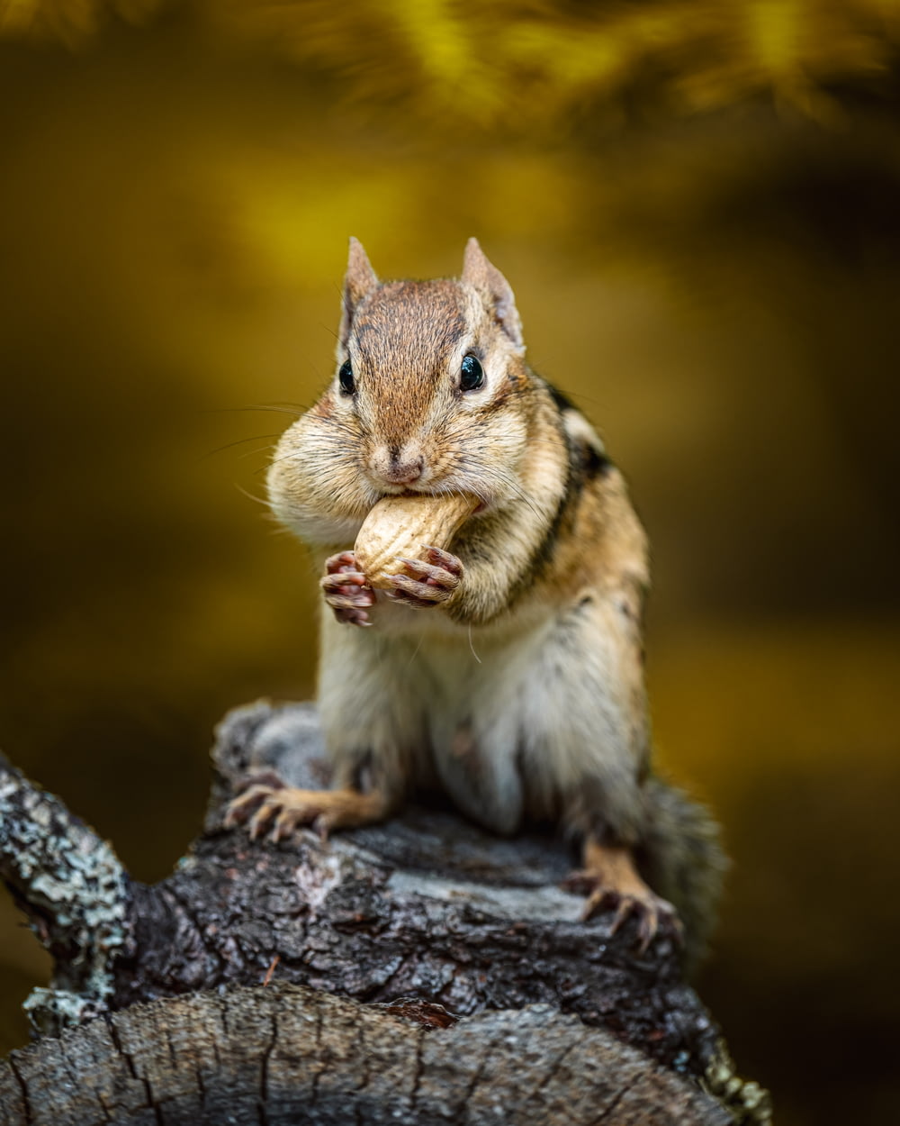 uno scoiattolo che mangia una noce