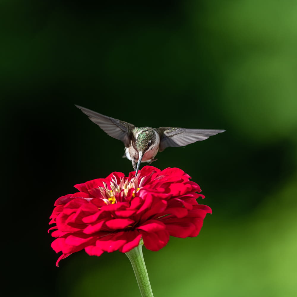 a hummingbird feeding on a red flower