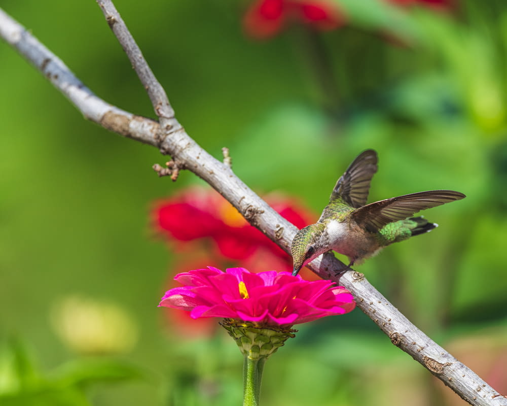 a hummingbird perches on a branch near a flower