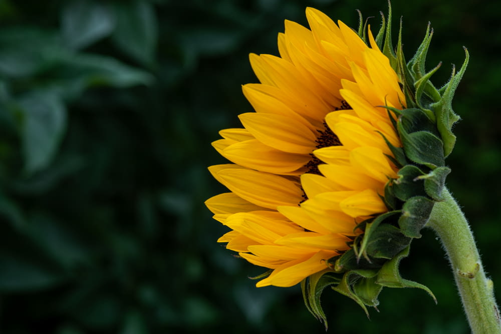 a large yellow sunflower with green leaves in the background