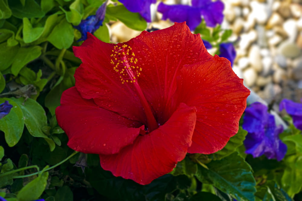 a close up of a red flower with blue flowers in the background
