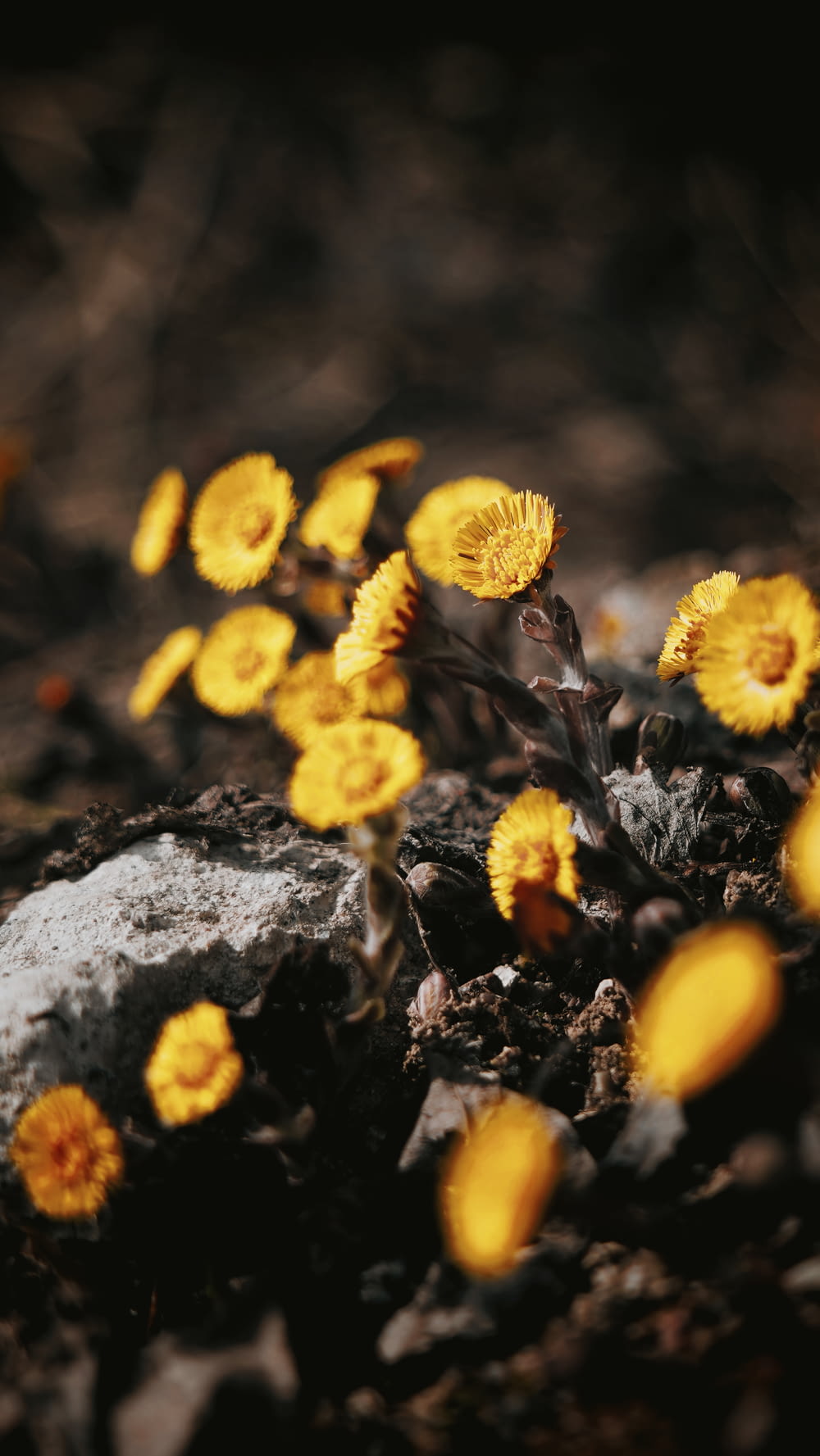 a bunch of yellow flowers growing out of the ground