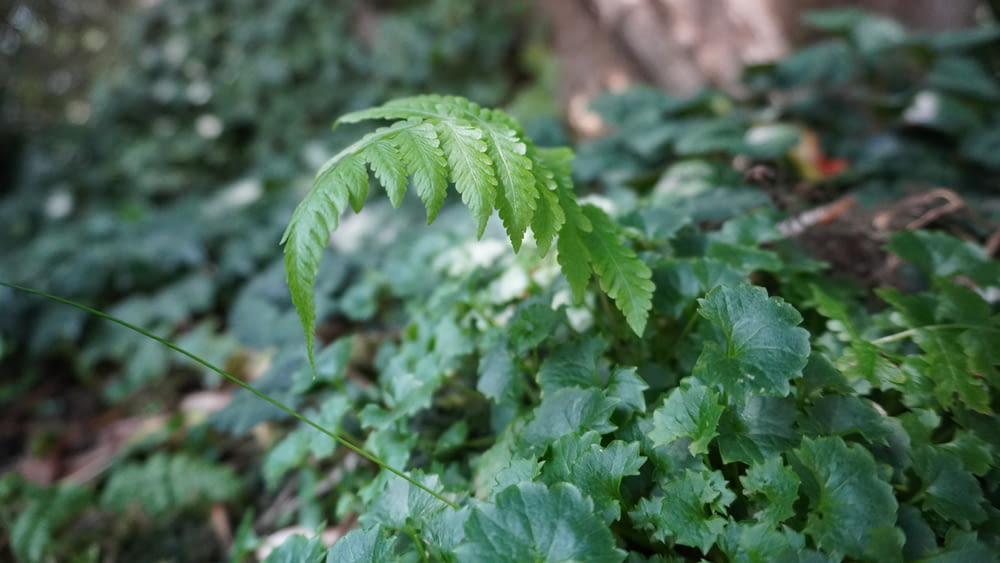 a green leafy plant in the middle of a forest