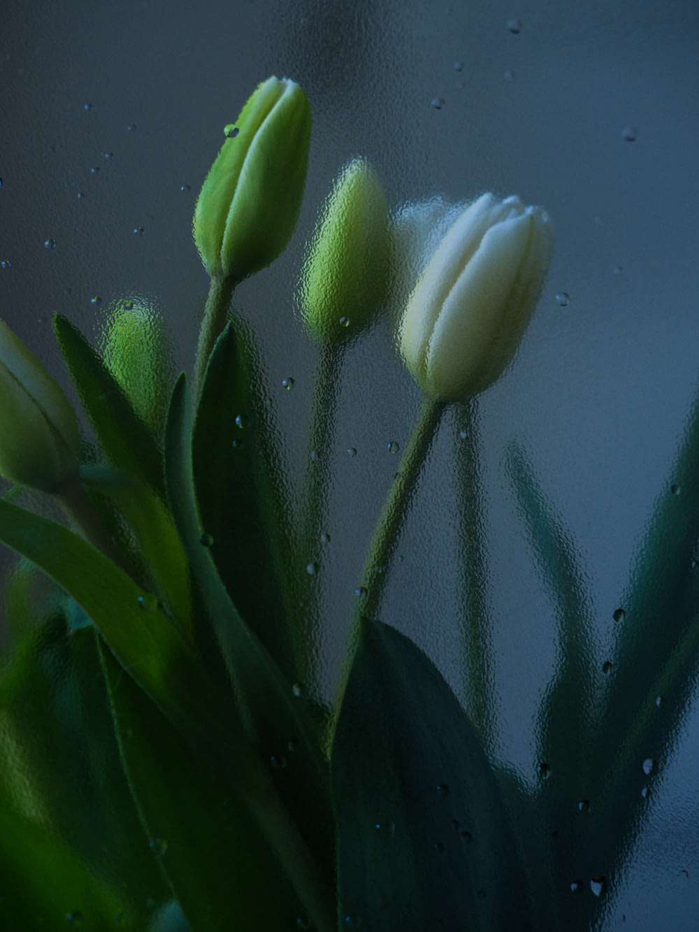 a close up of a bunch of flowers on a rainy day