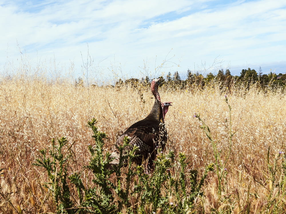 a turkey standing in a field of tall grass