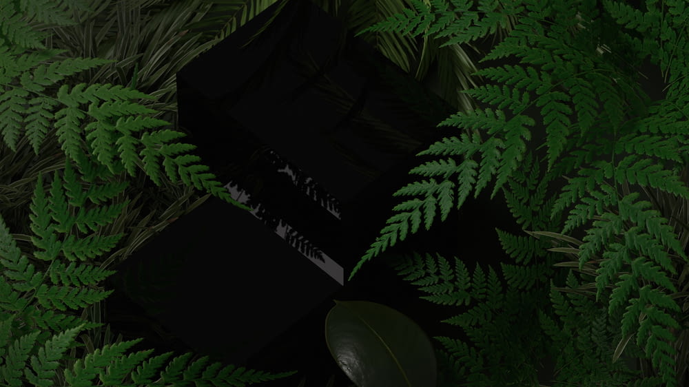 a black box surrounded by green plants and leaves