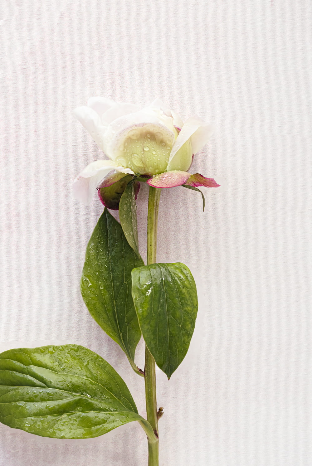 a single white rose with green leaves on a white background
