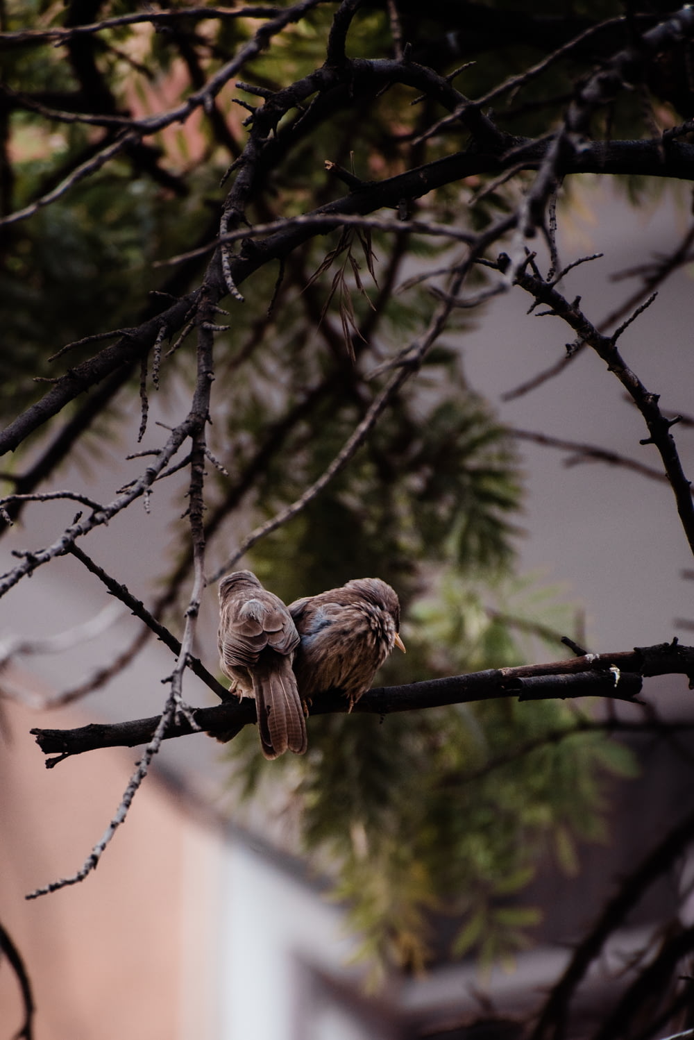 two birds sitting on a branch of a tree