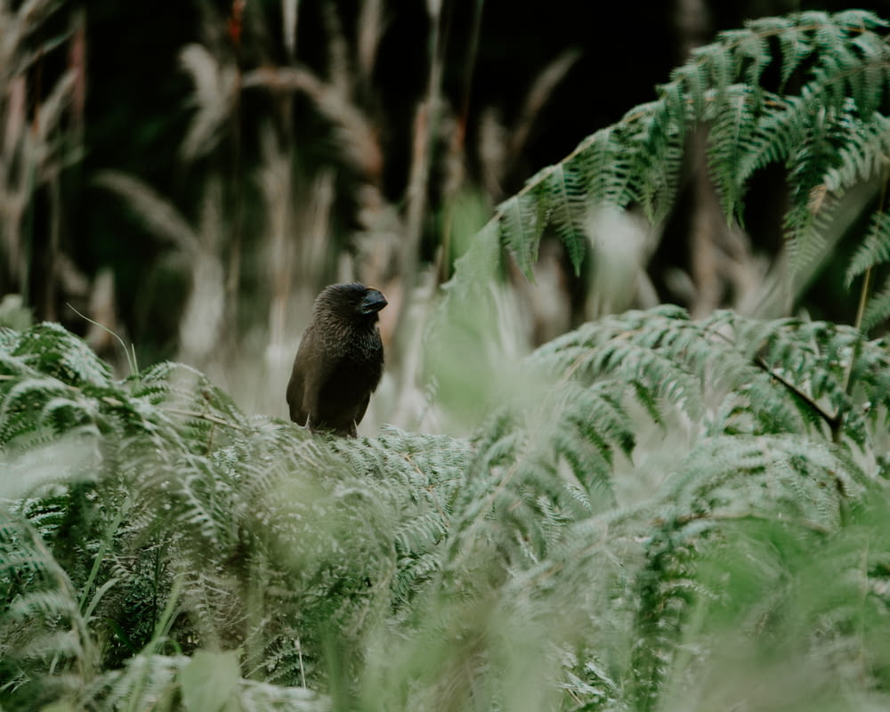 a bird is sitting on a branch in a field of ferns