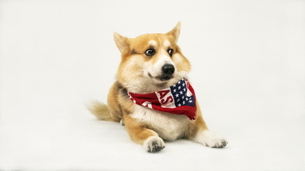 a brown and white dog wearing a red, white, and blue bandanna
