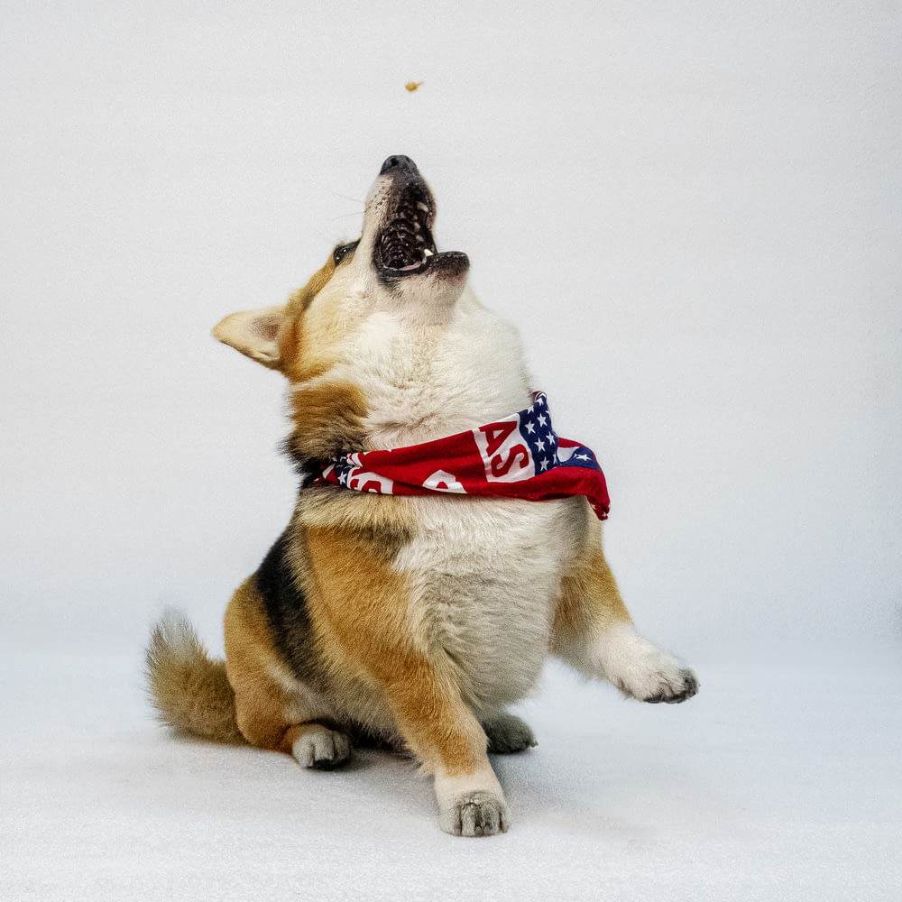 a dog with its mouth open and a bandanna around it's neck
