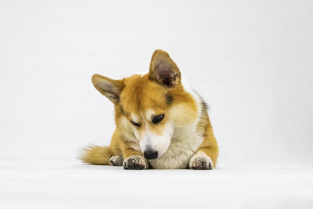 a brown and white dog laying on top of a white floor