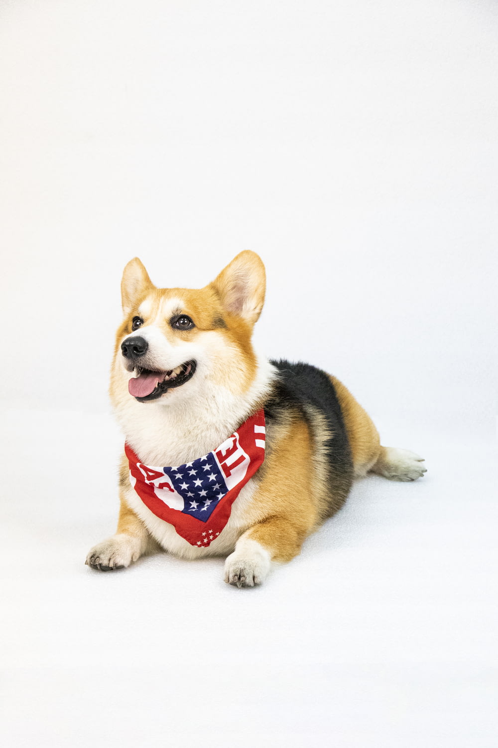a corgi dog wearing a patriotic bandana