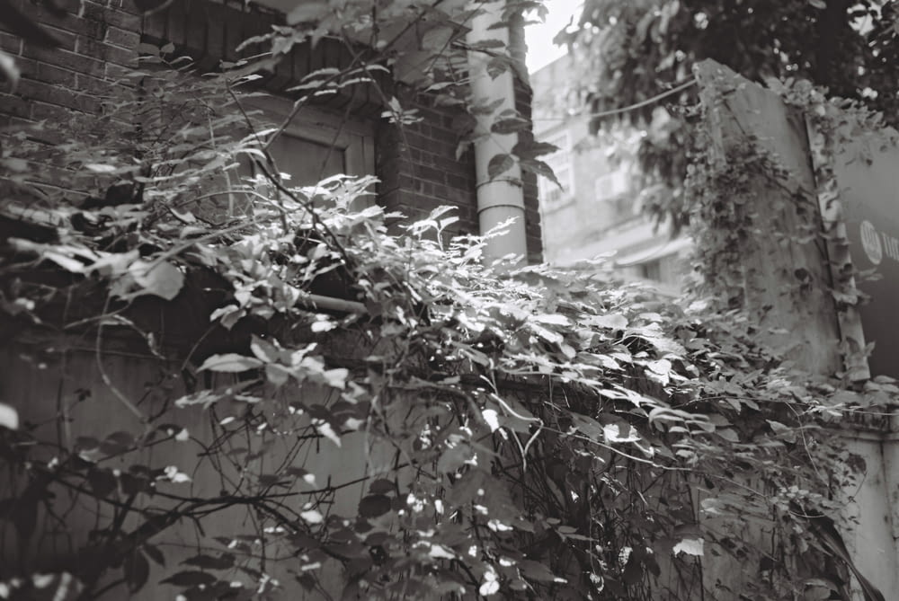 a black and white photo of vines growing on a building
